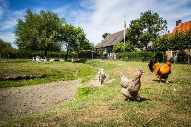 Vakantiewoning - Kon. Emmaweg 26 | Vrouwenpolder 'Uitspanning Oranjezon' Esterno foto